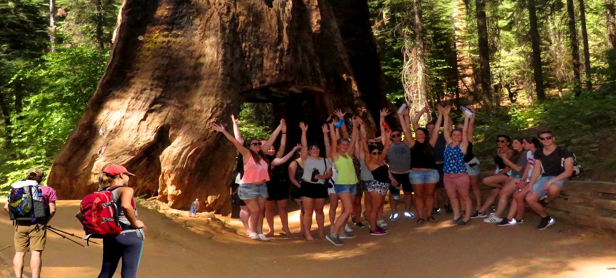 Yosemite-Hikes-Tuolumne-Grove- of-Giant-Sequoias-tour